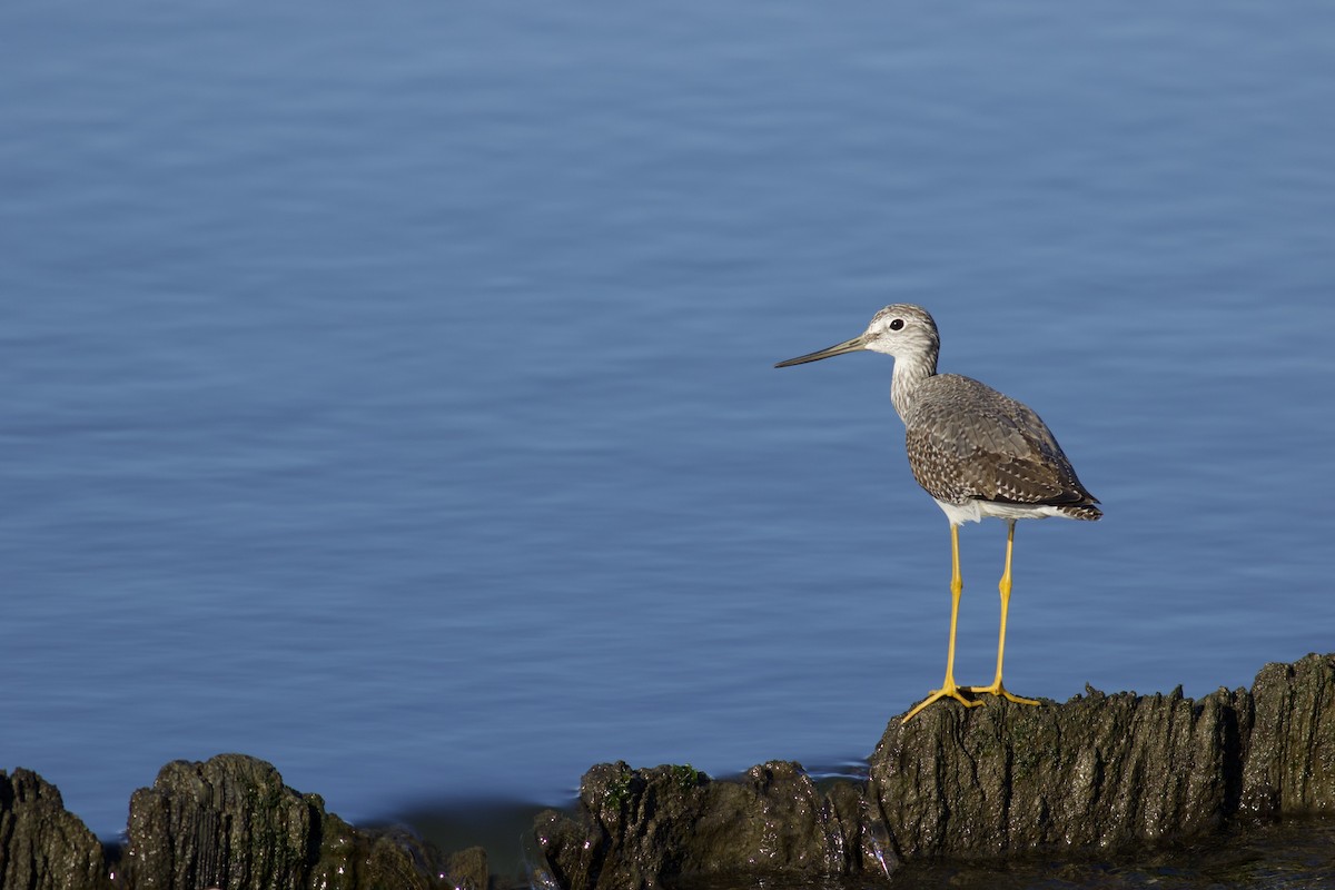Greater Yellowlegs - Nathan Dubrow