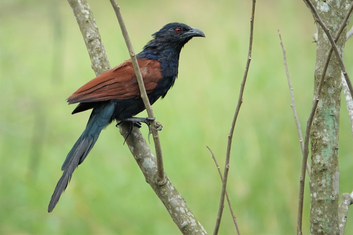 Greater Coucal - ML493287181
