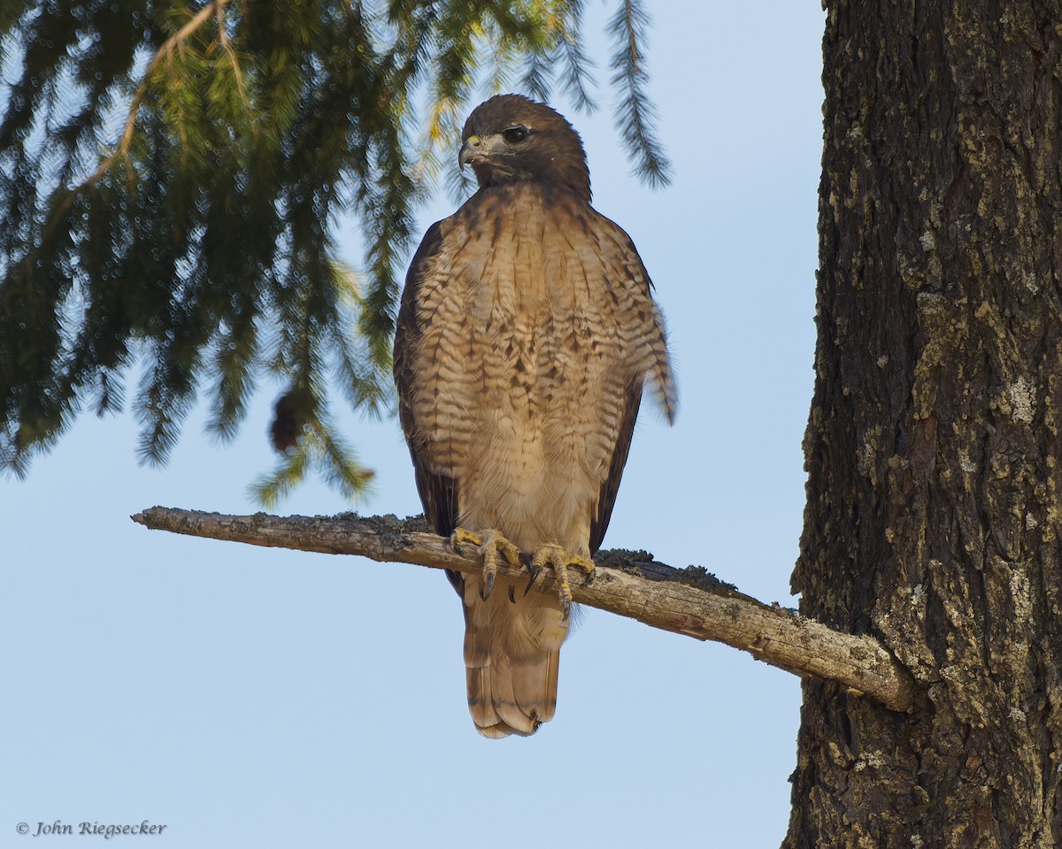 Red-tailed Hawk - ML493288941