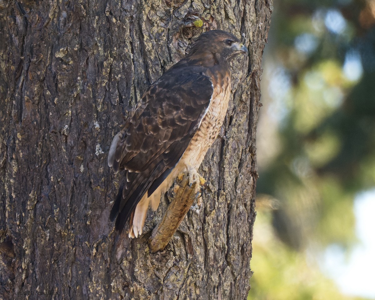 Red-tailed Hawk - ML493289001