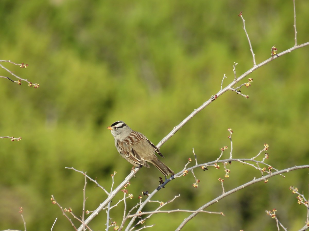White-crowned Sparrow - Blair Dudeck