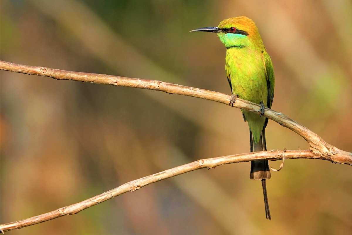 Asian Green Bee-eater - ML493295451