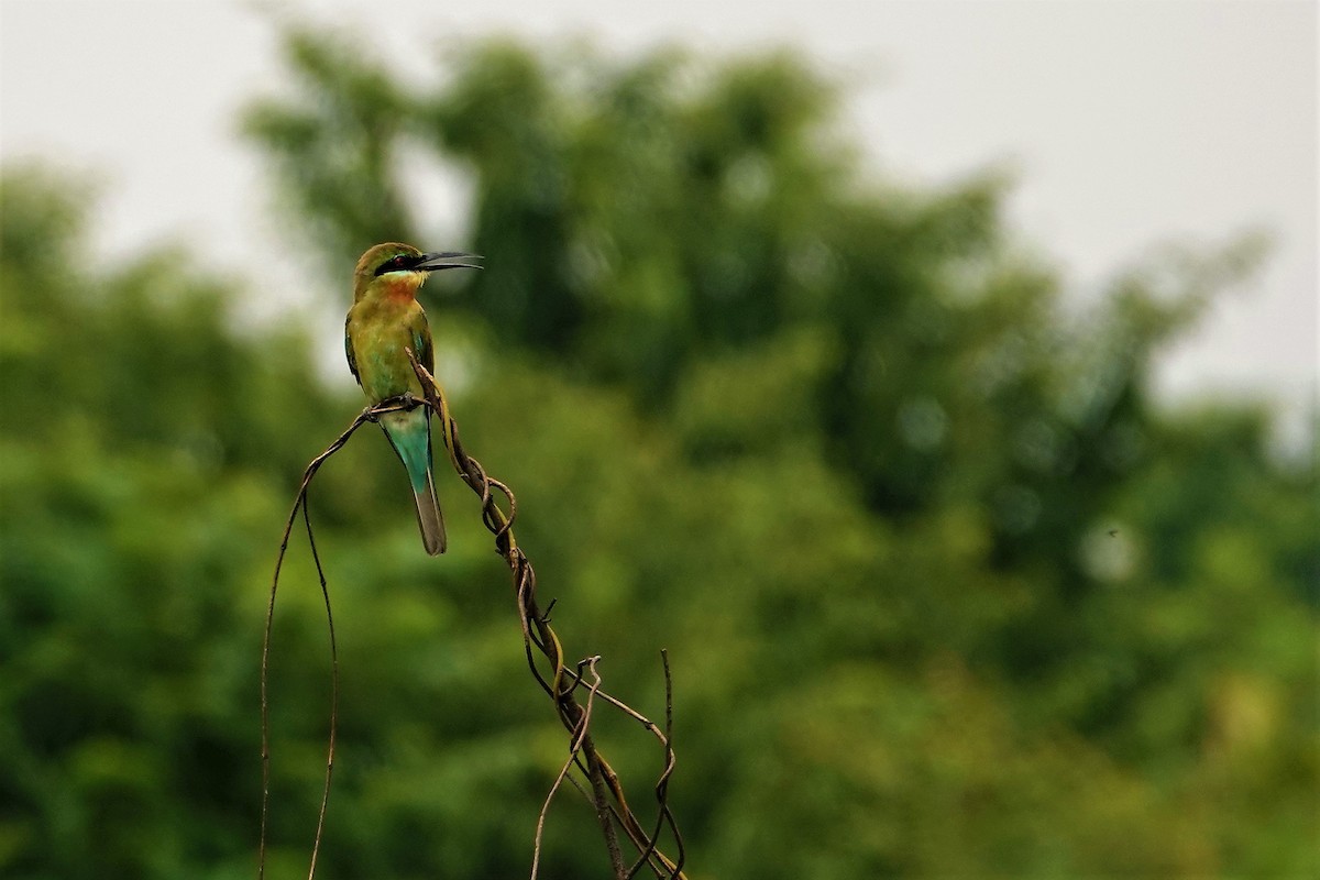 Blue-tailed Bee-eater - ML493295851