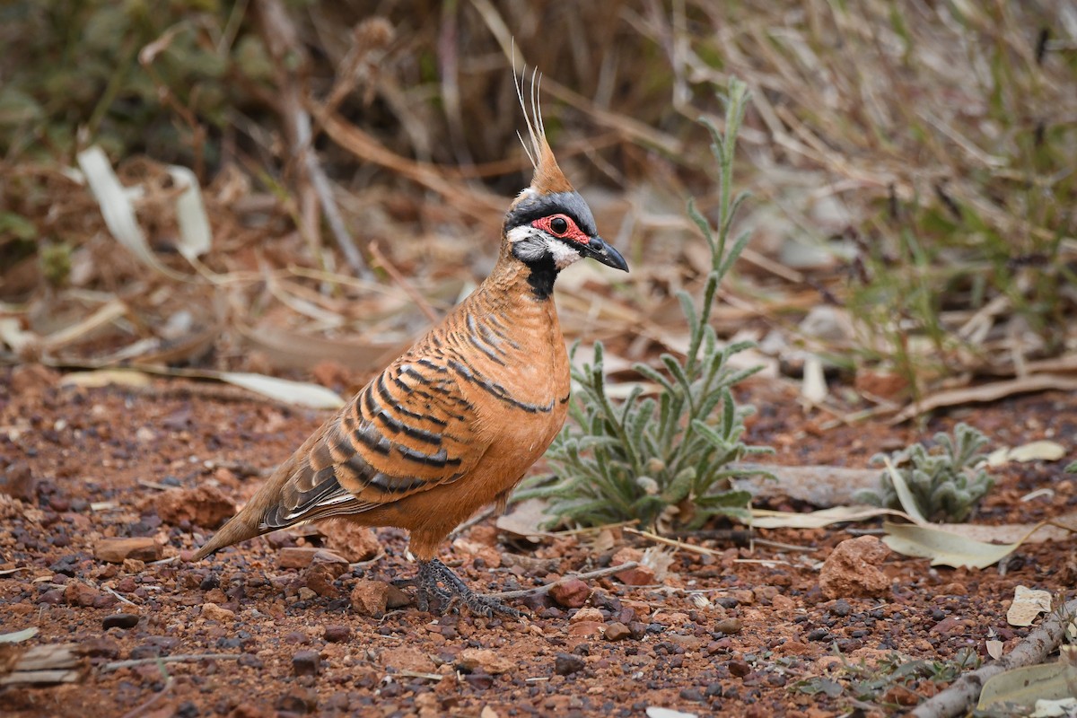 Spinifex Pigeon - ML493302541