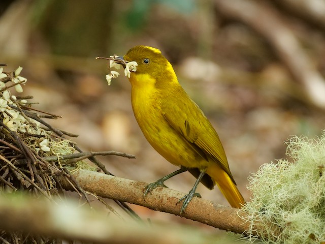 Golden Bowerbird