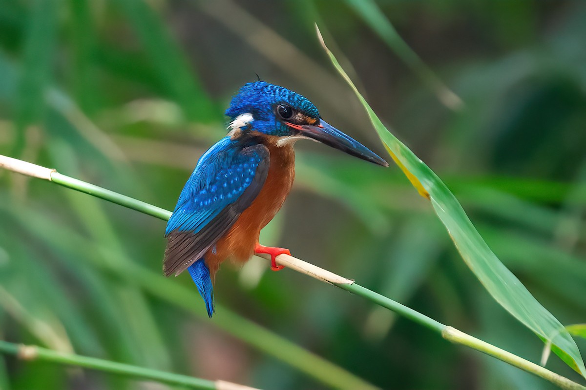 Blue-eared Kingfisher - ML493307691
