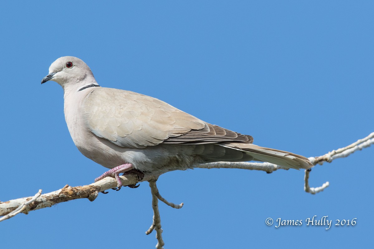 Eurasian Collared-Dove - ML49330811