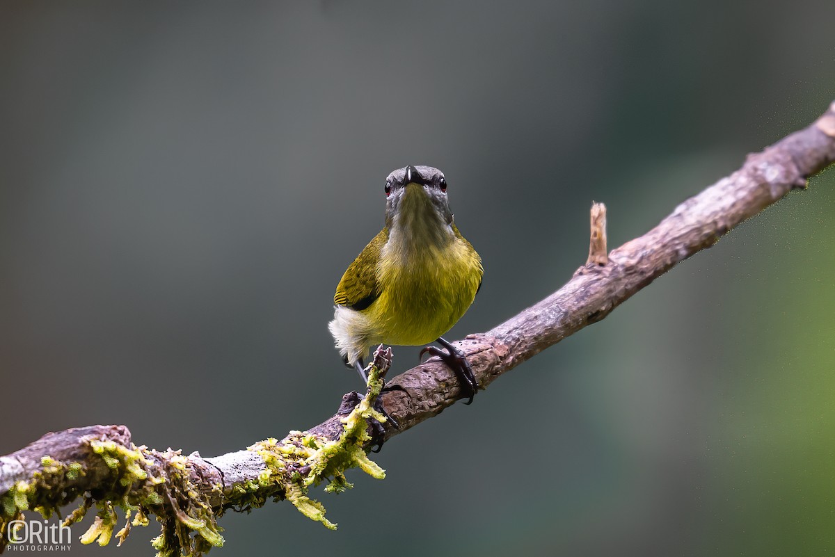 Glanzflügel-Nektarvogel (Luzonnektarvogel) - ML493311291