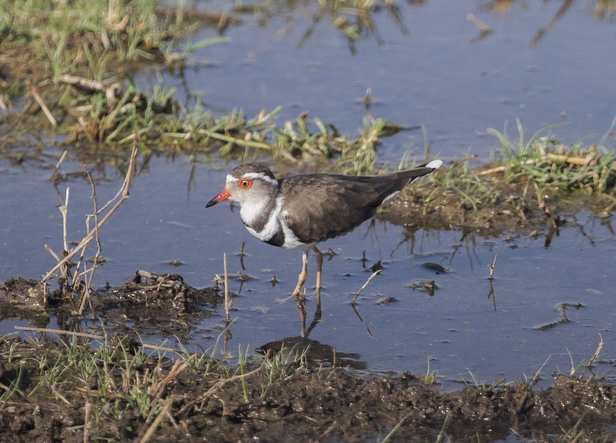 Three-banded Plover - ML493312441