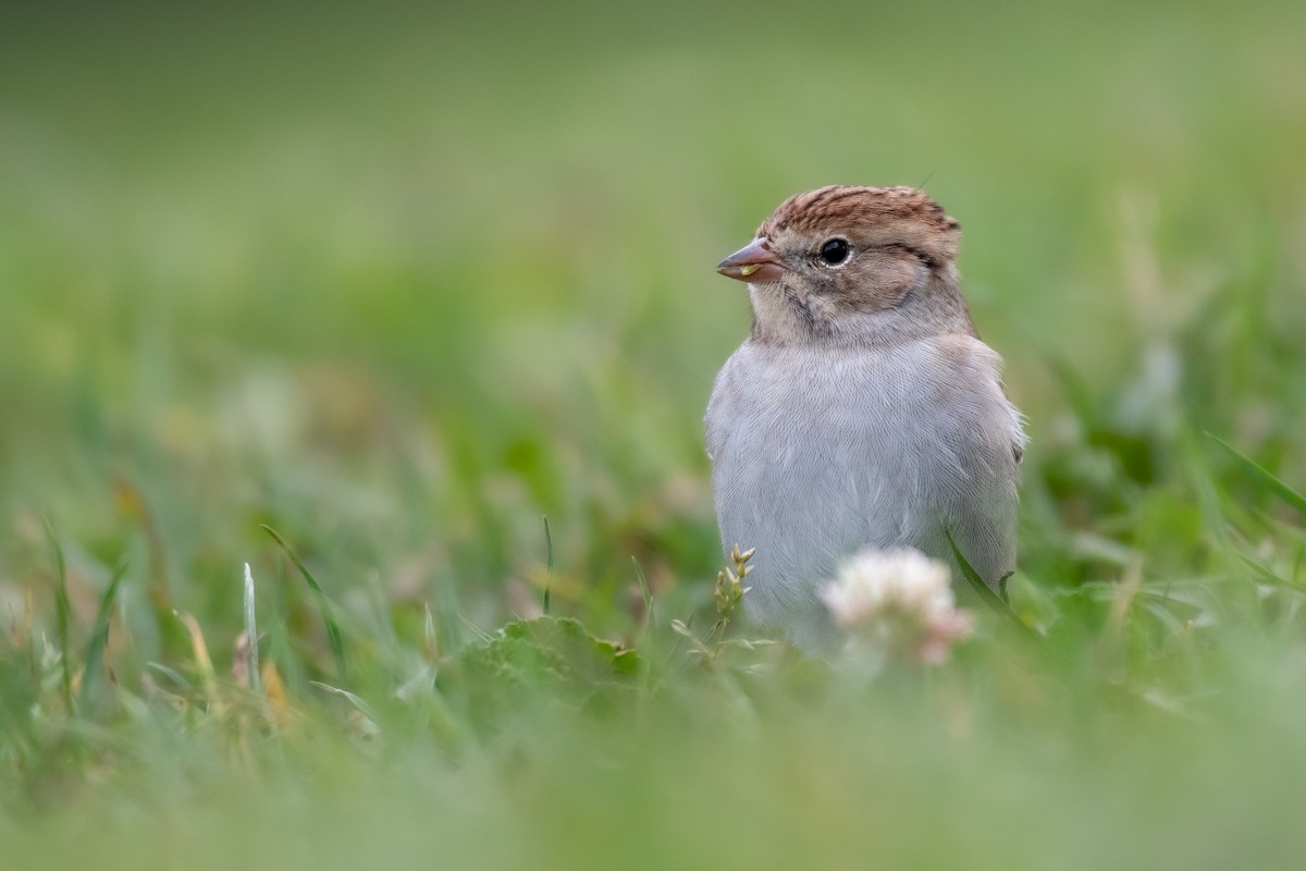 Chipping Sparrow - Rajan Rao
