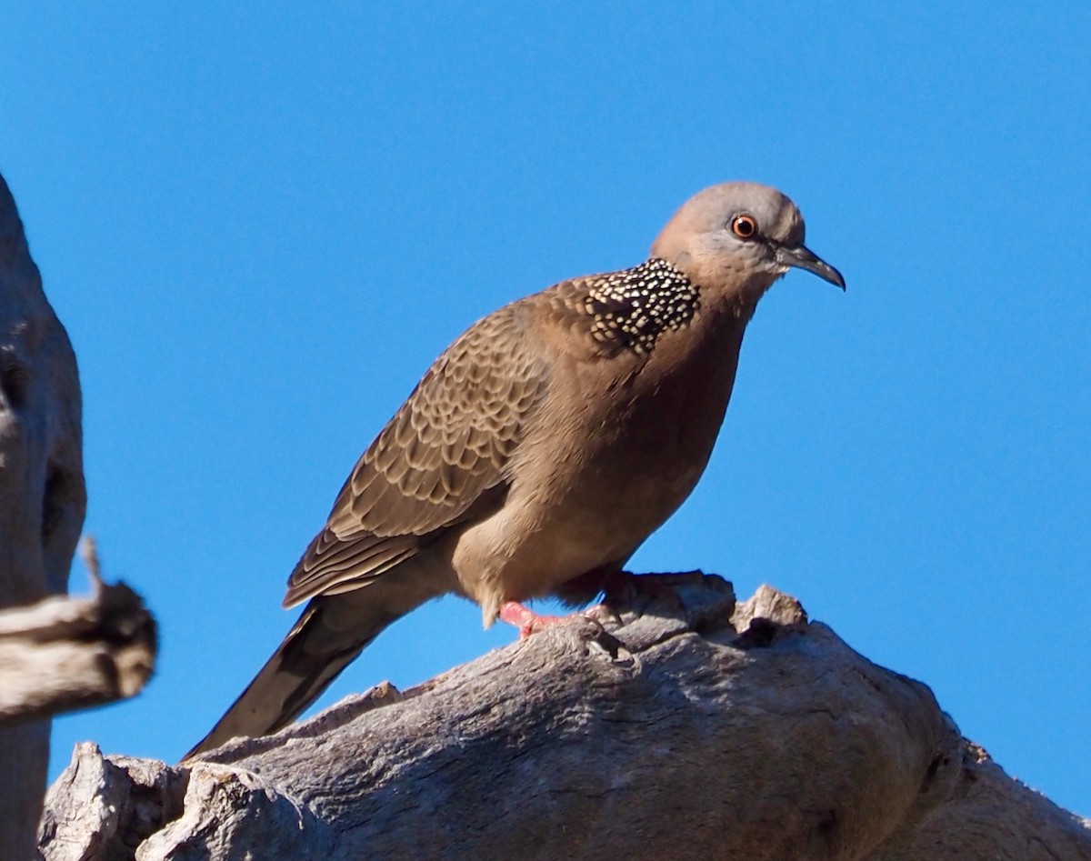 Spotted Dove - ML493324151