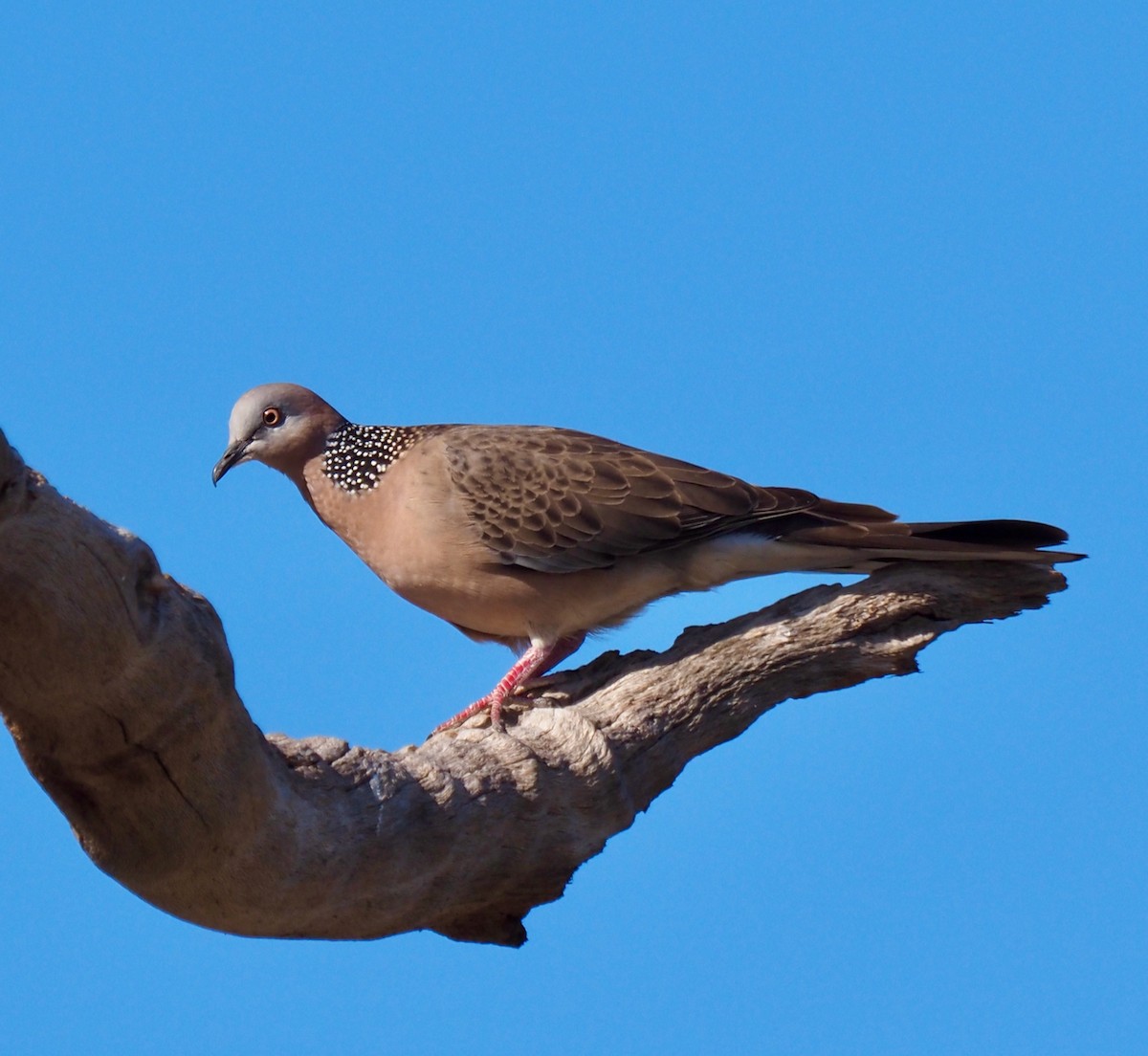 Spotted Dove - ML493324161