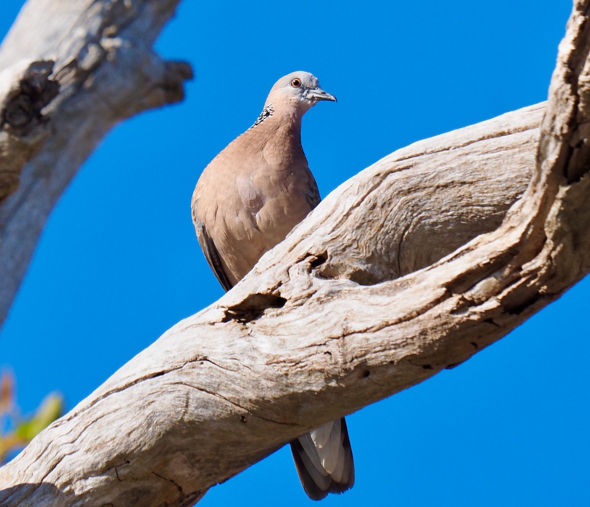 Spotted Dove - ML493324171