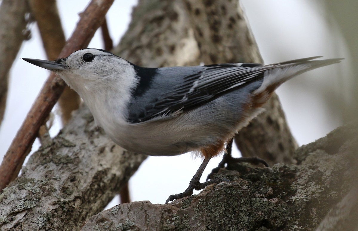 White-breasted Nuthatch - Michael Kieron