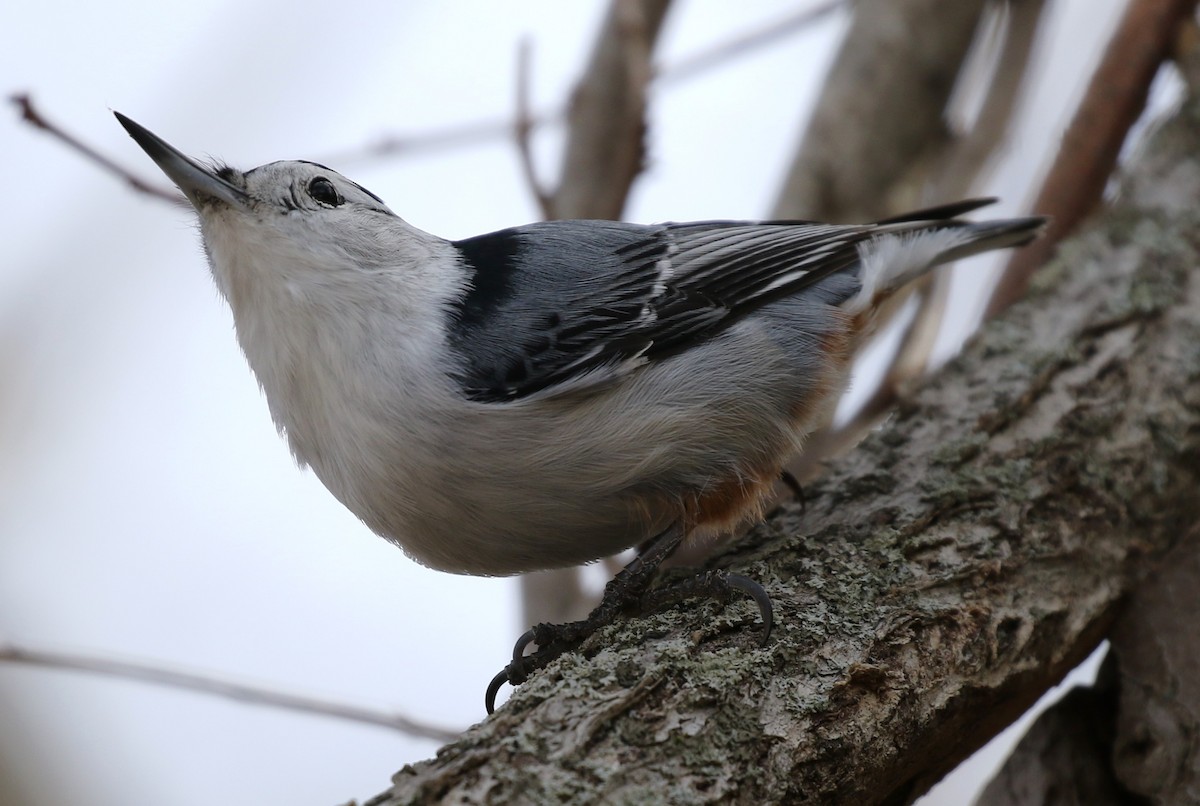 White-breasted Nuthatch - ML49332561