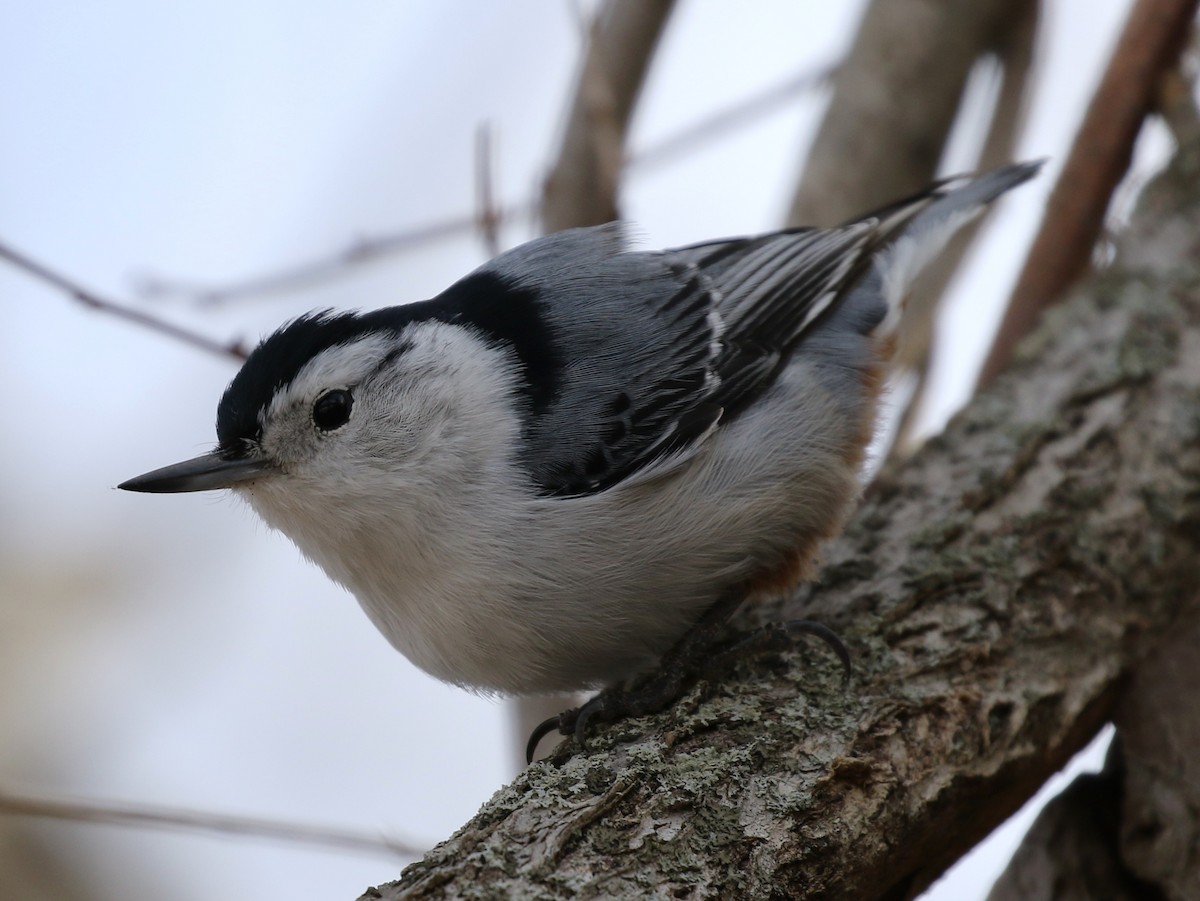 White-breasted Nuthatch - ML49332571