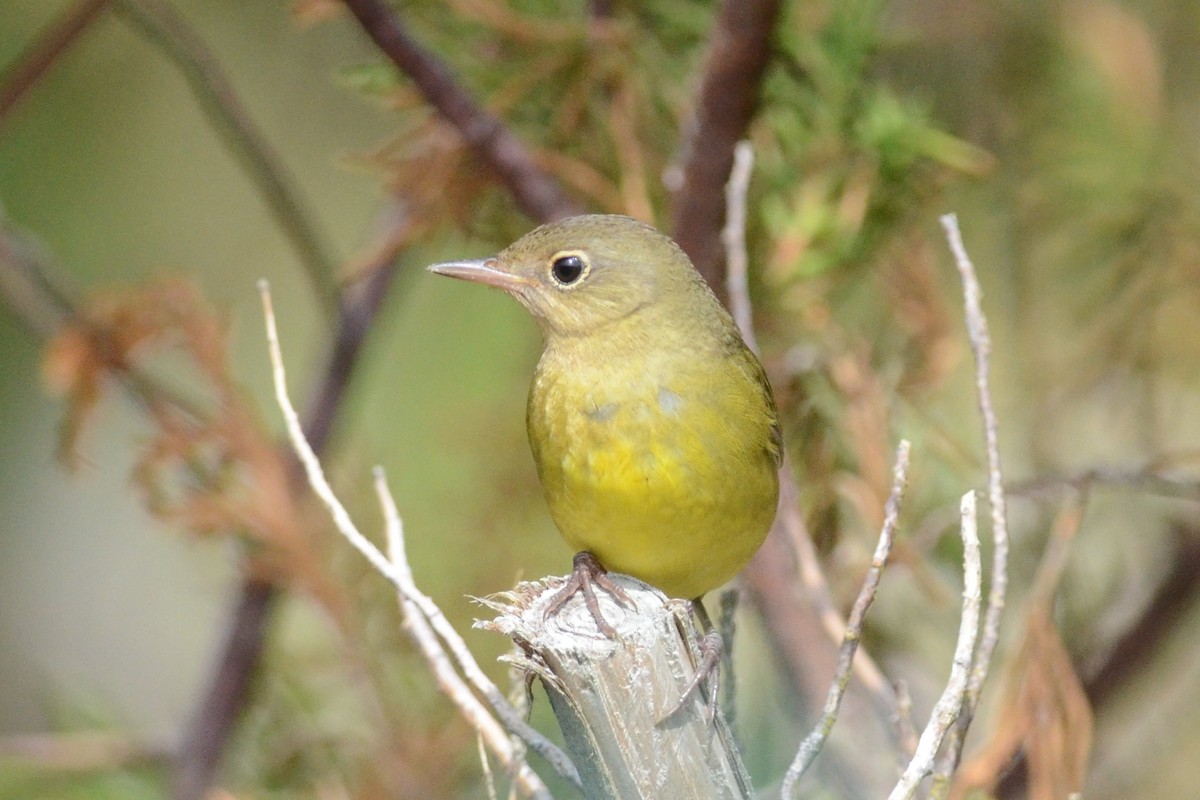 Connecticut Warbler - Andrew Dobson