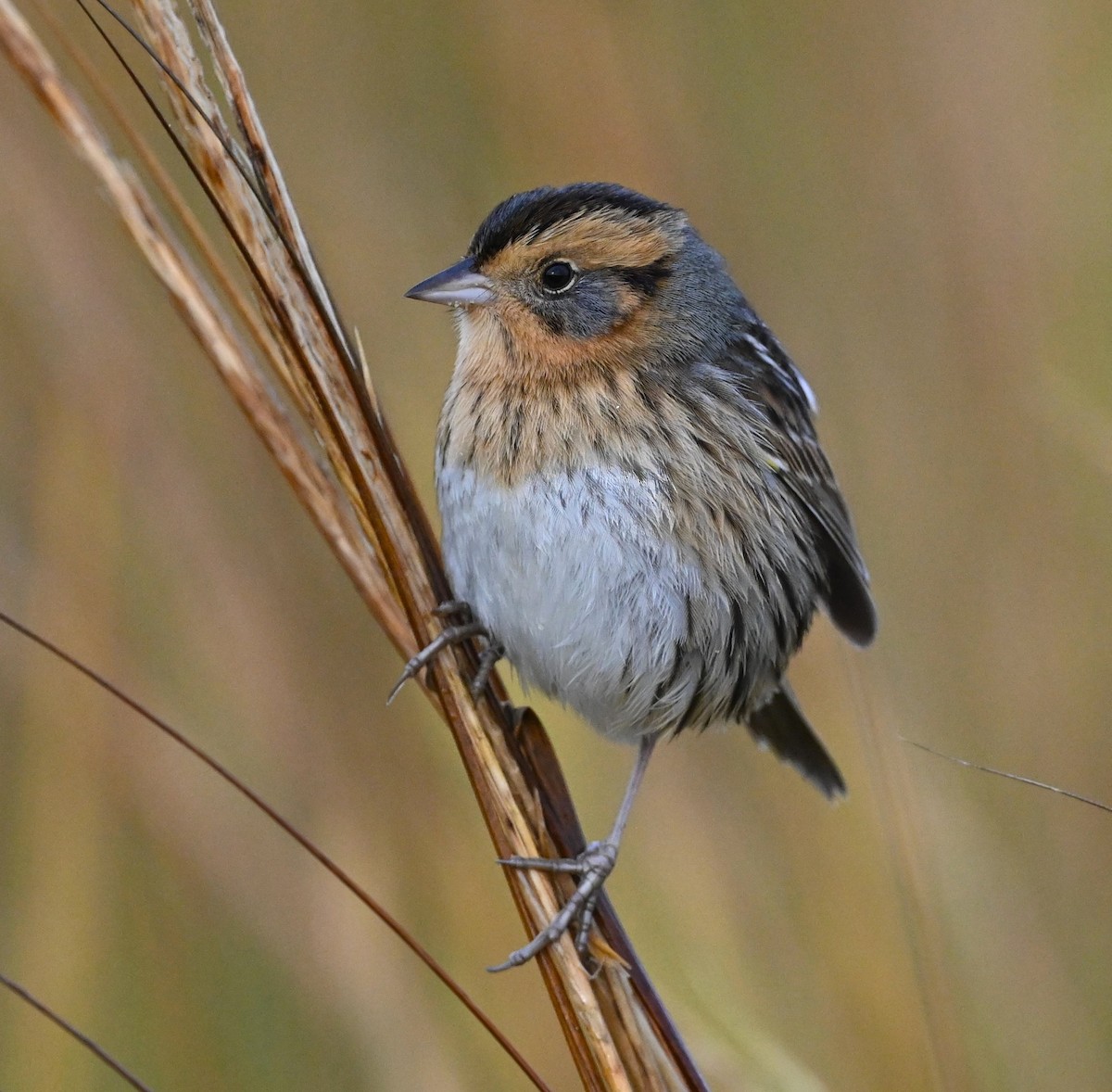 Nelson's Sparrow - Ann Stinely