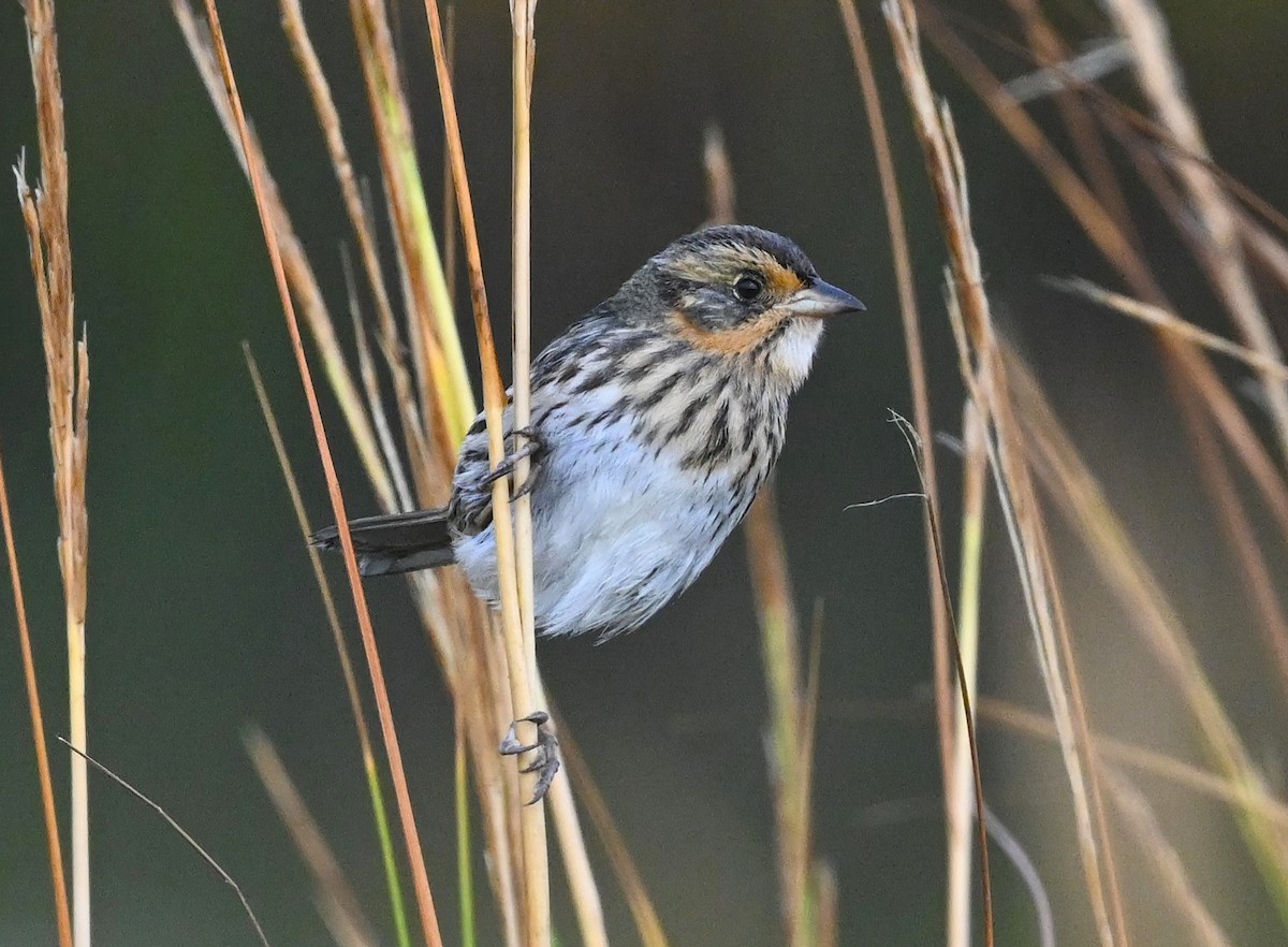 Saltmarsh Sparrow - Ann Stinely