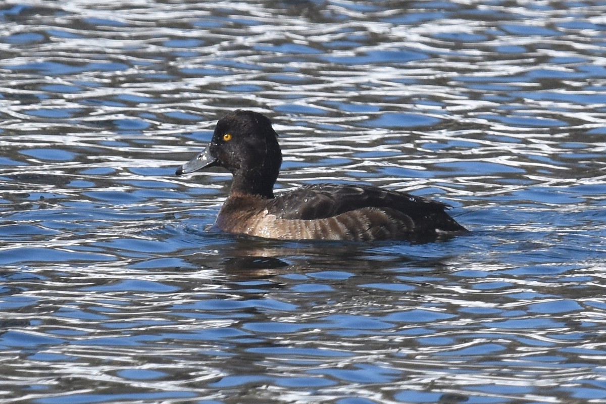 Tufted Duck - ML49333101