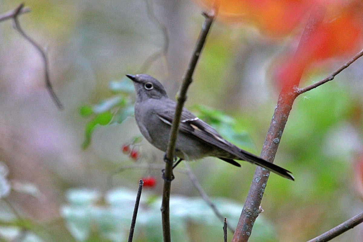 Townsend's Solitaire - ML493344931