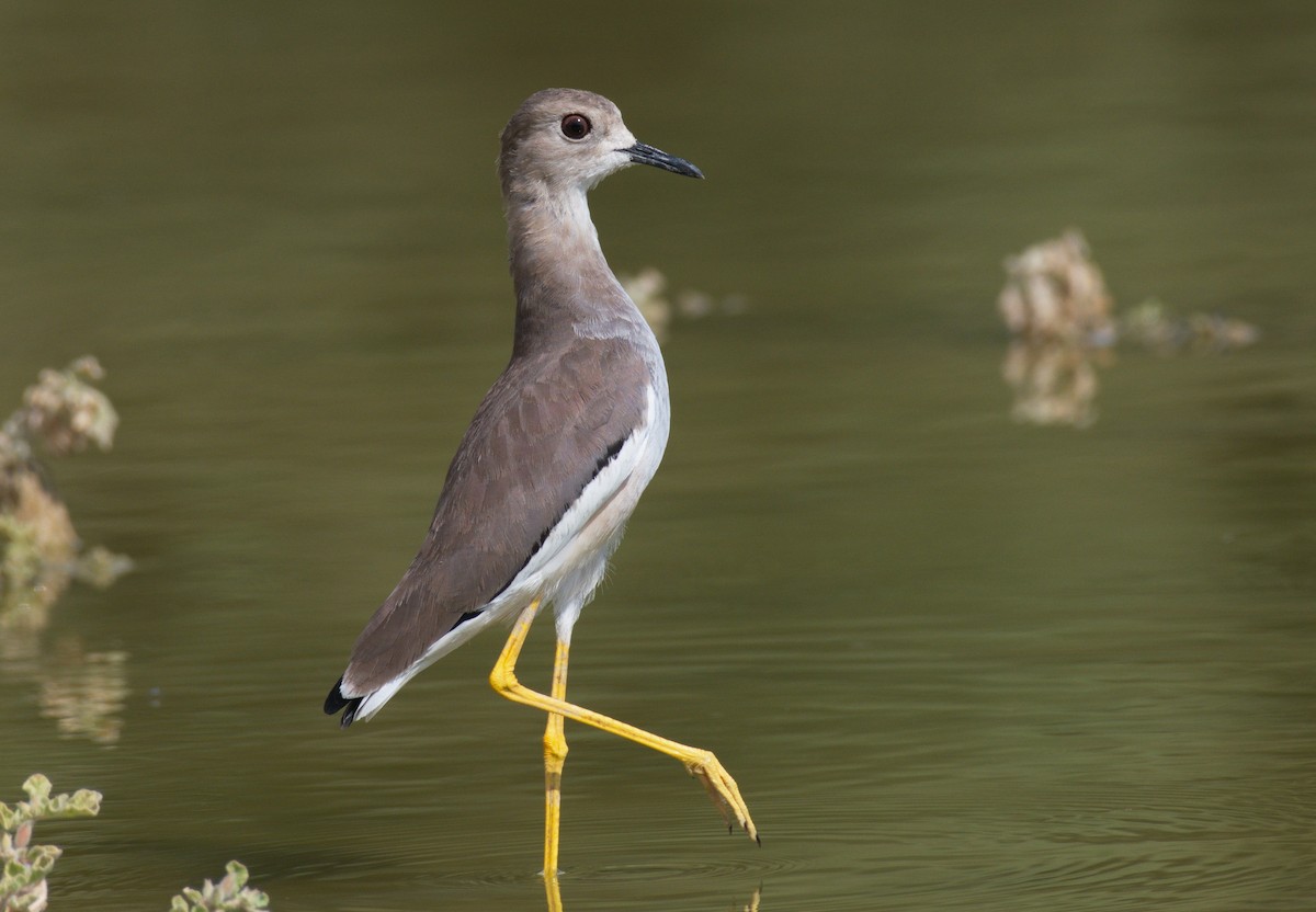 White-tailed Lapwing - Dominic Standing