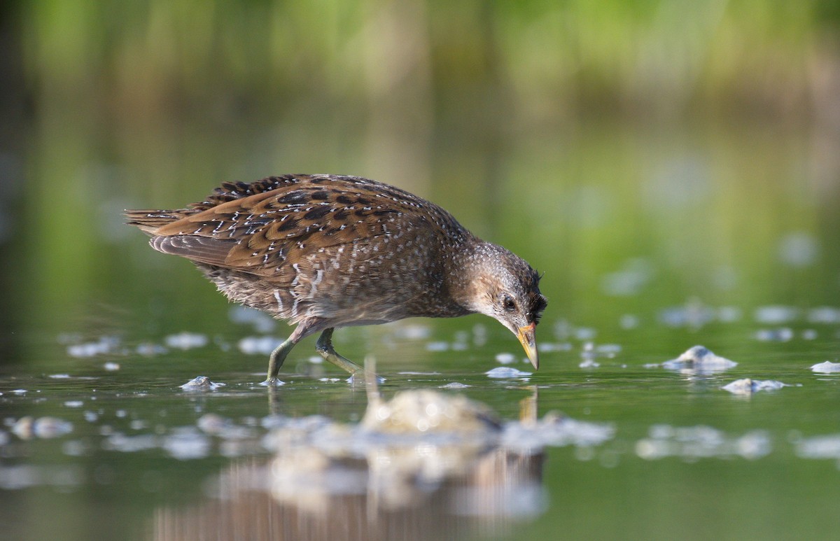 Spotted Crake - ML493345871