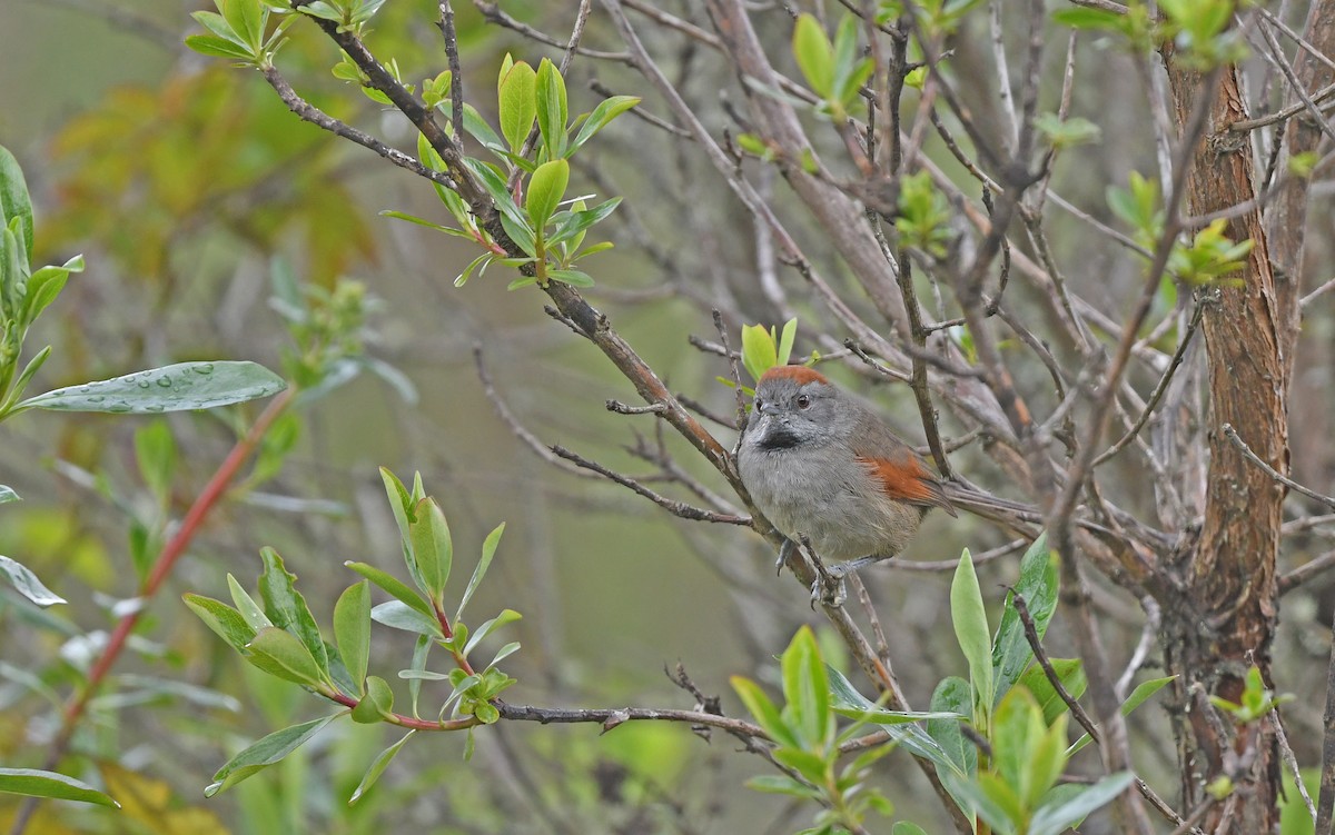 Silvery-throated Spinetail - Christoph Moning