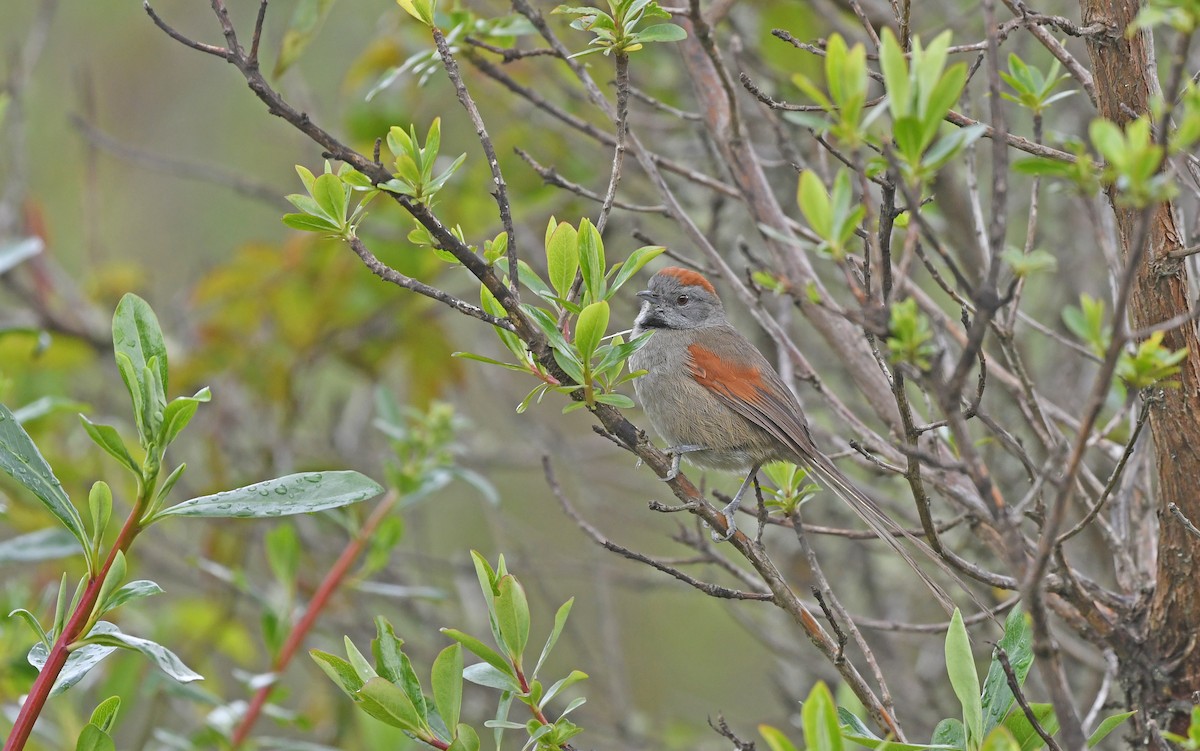 Silvery-throated Spinetail - ML493350801