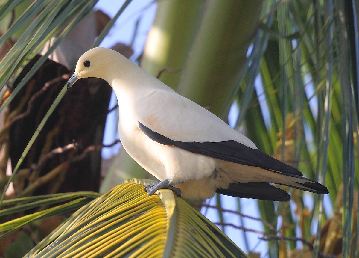 Pied Imperial-Pigeon - ML493351071