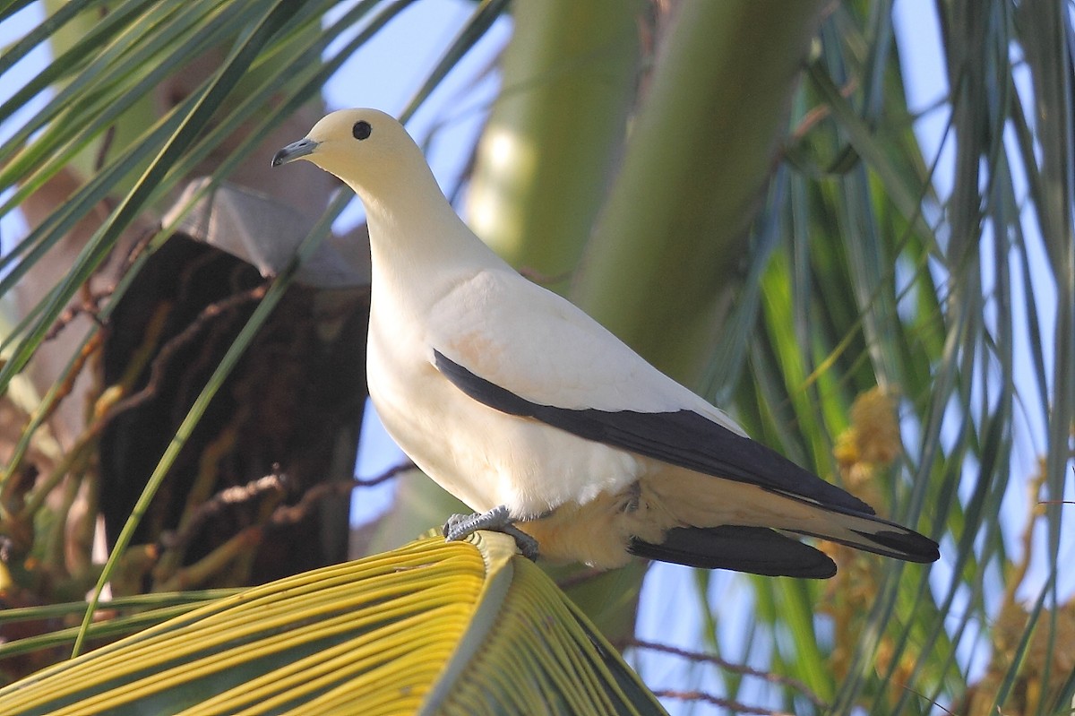 Pied Imperial-Pigeon - ML493351081