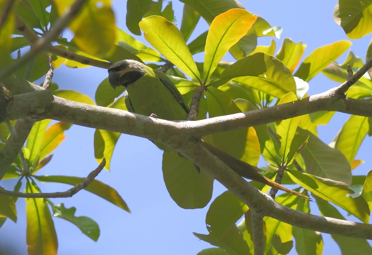 Nikobar Yeşil Papağanı - ML493351611