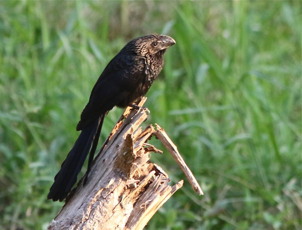 Smooth-billed Ani - Don Roberson