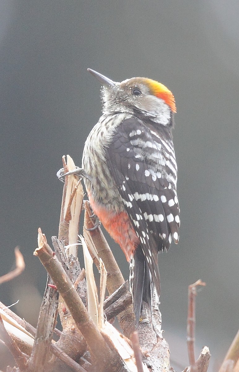 Brown-fronted Woodpecker - ML493356771