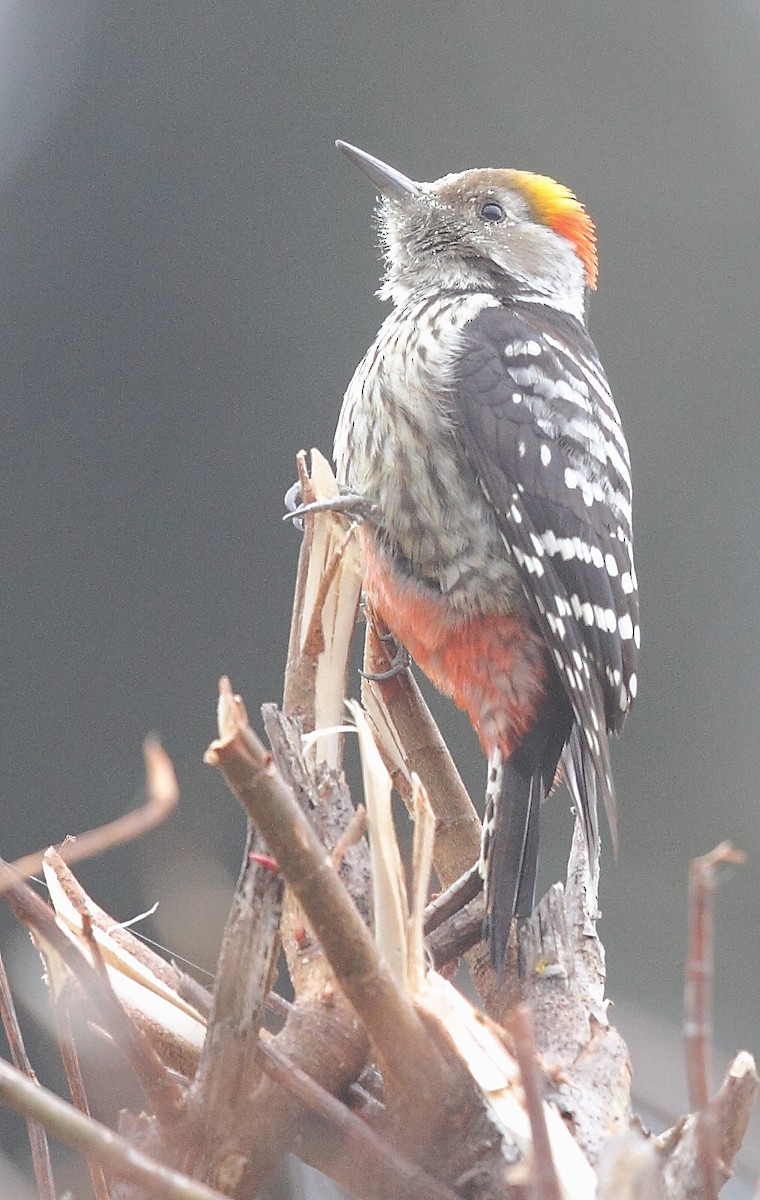 Brown-fronted Woodpecker - ML493356781