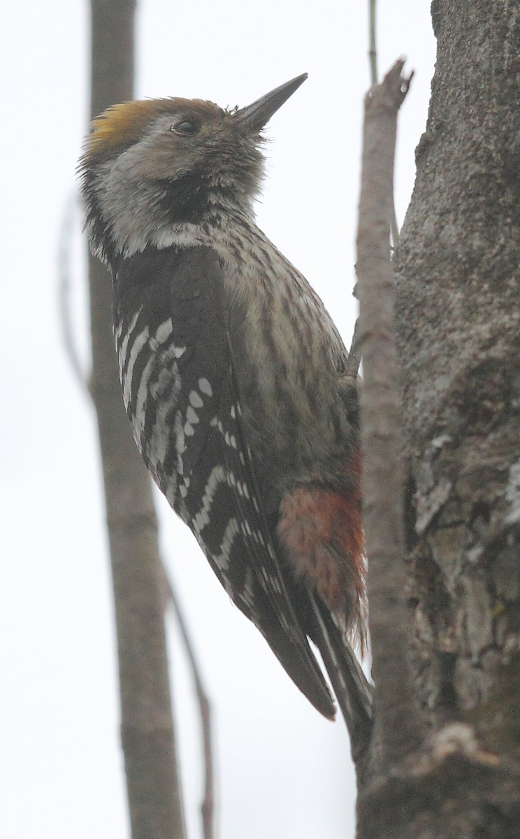 Brown-fronted Woodpecker - ML493356791
