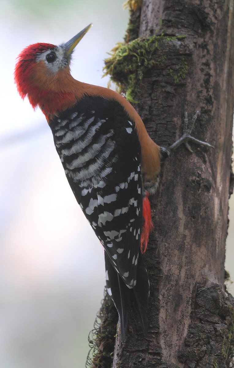 Rufous-bellied Woodpecker - ML493356831