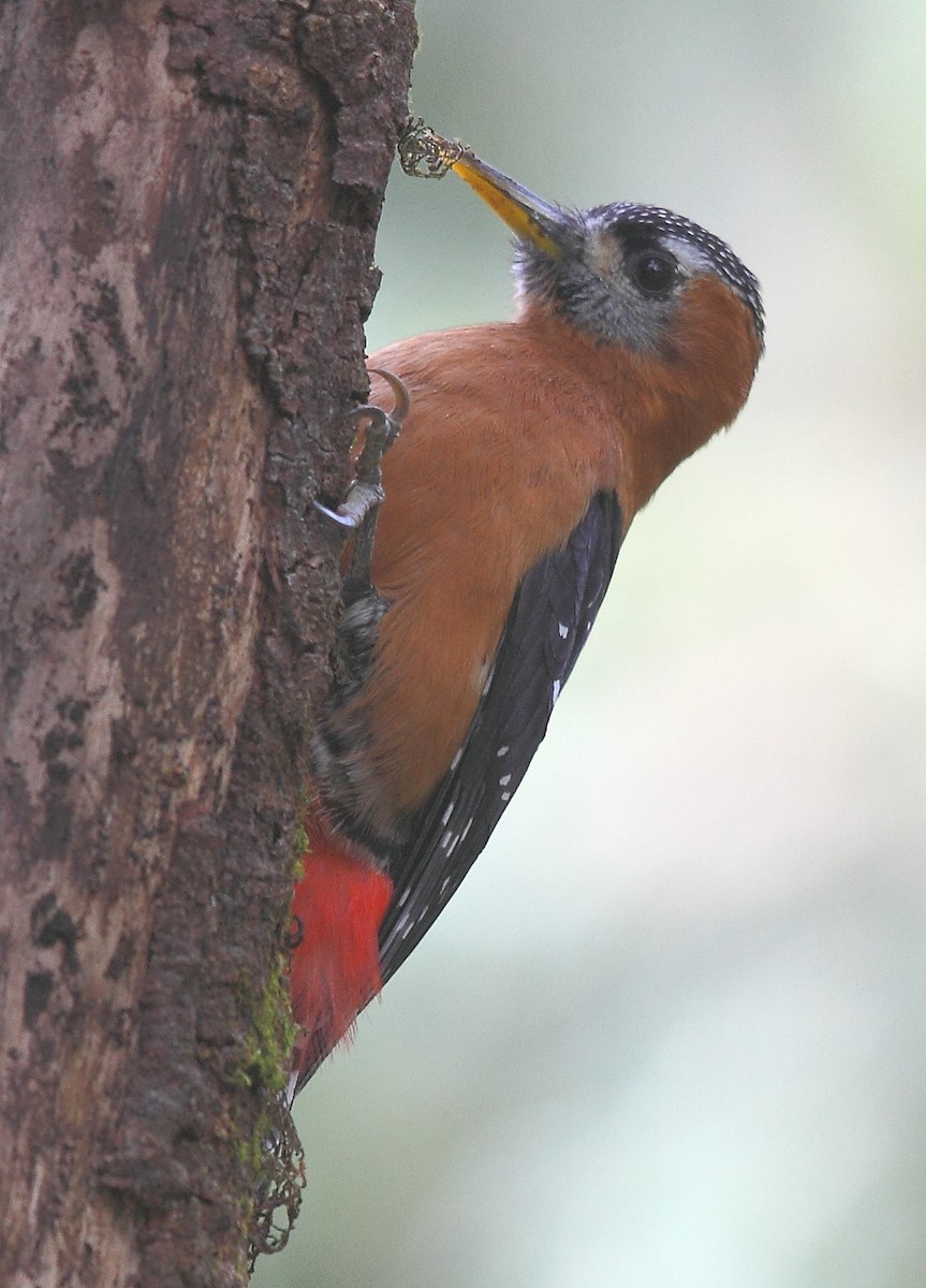 Rufous-bellied Woodpecker - ML493356841