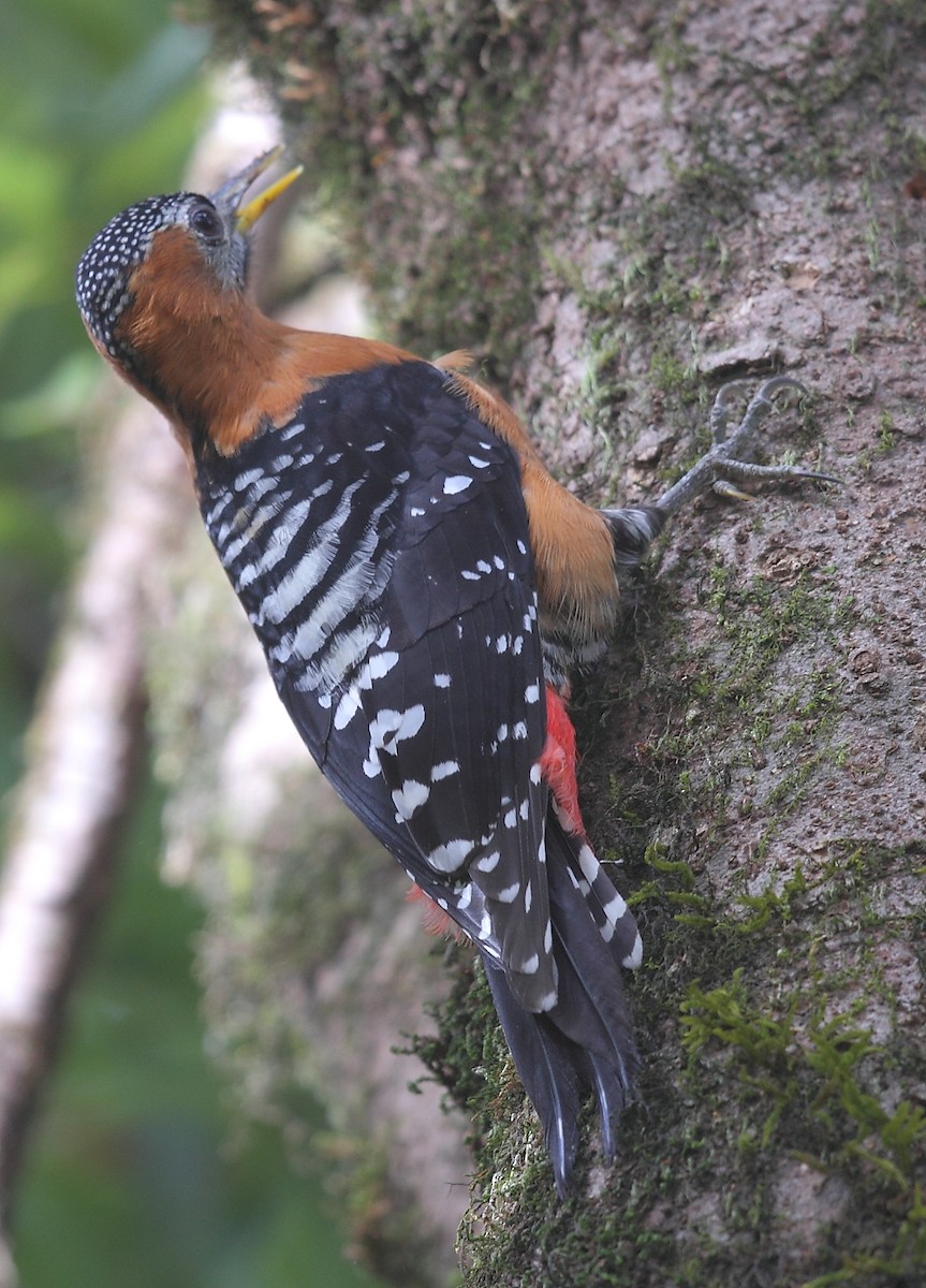 Rufous-bellied Woodpecker - ML493356851