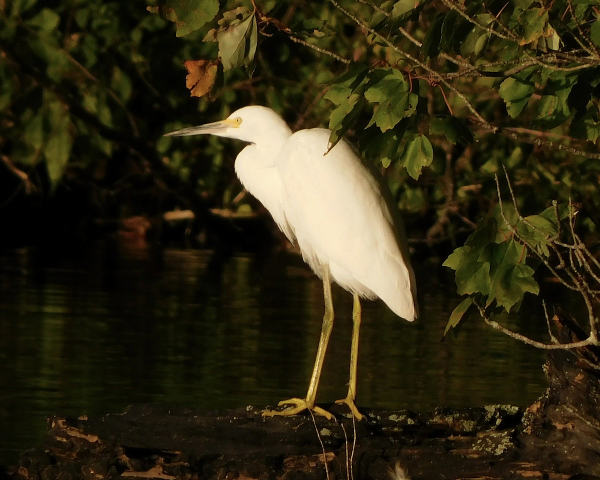 eBird Checklist 6 Oct 2022 Kaler's Pond Park 6 species