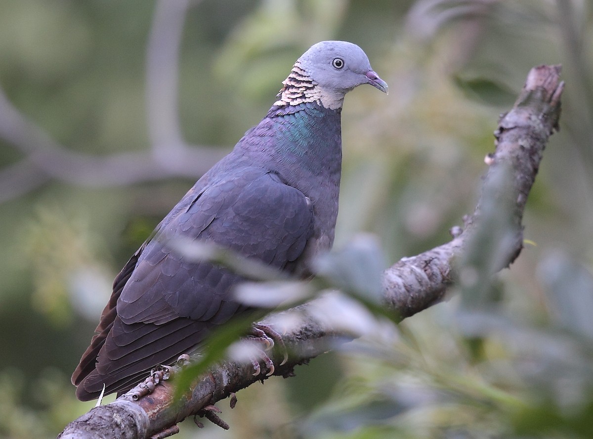 Ashy Wood-Pigeon - ML493357591