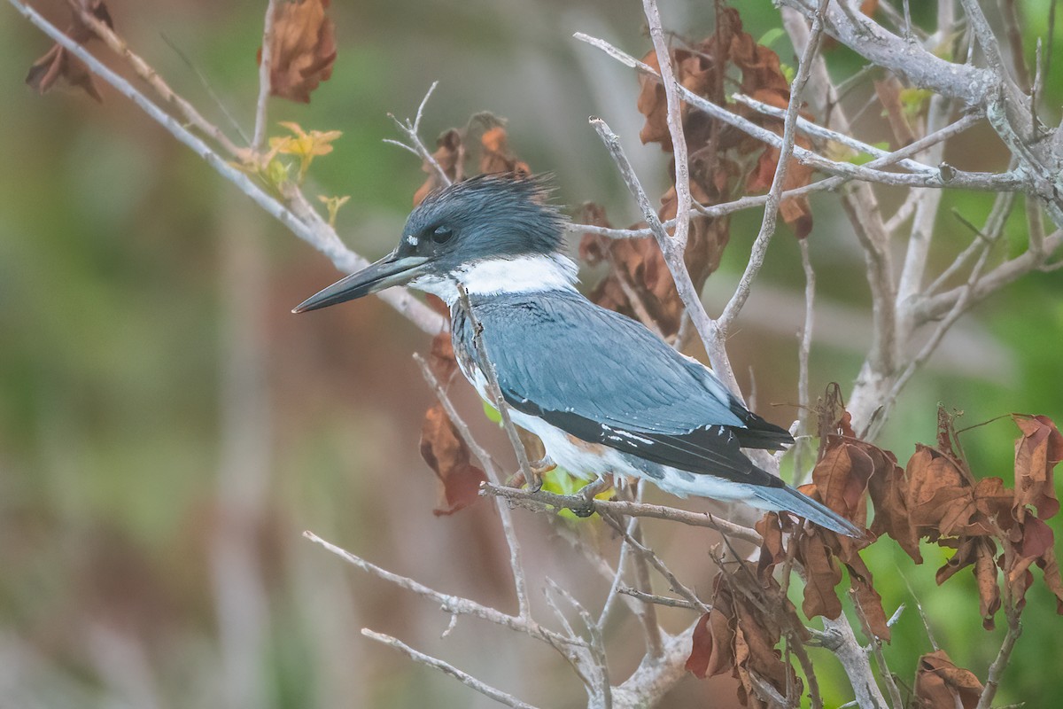 Belted Kingfisher - ML493357671