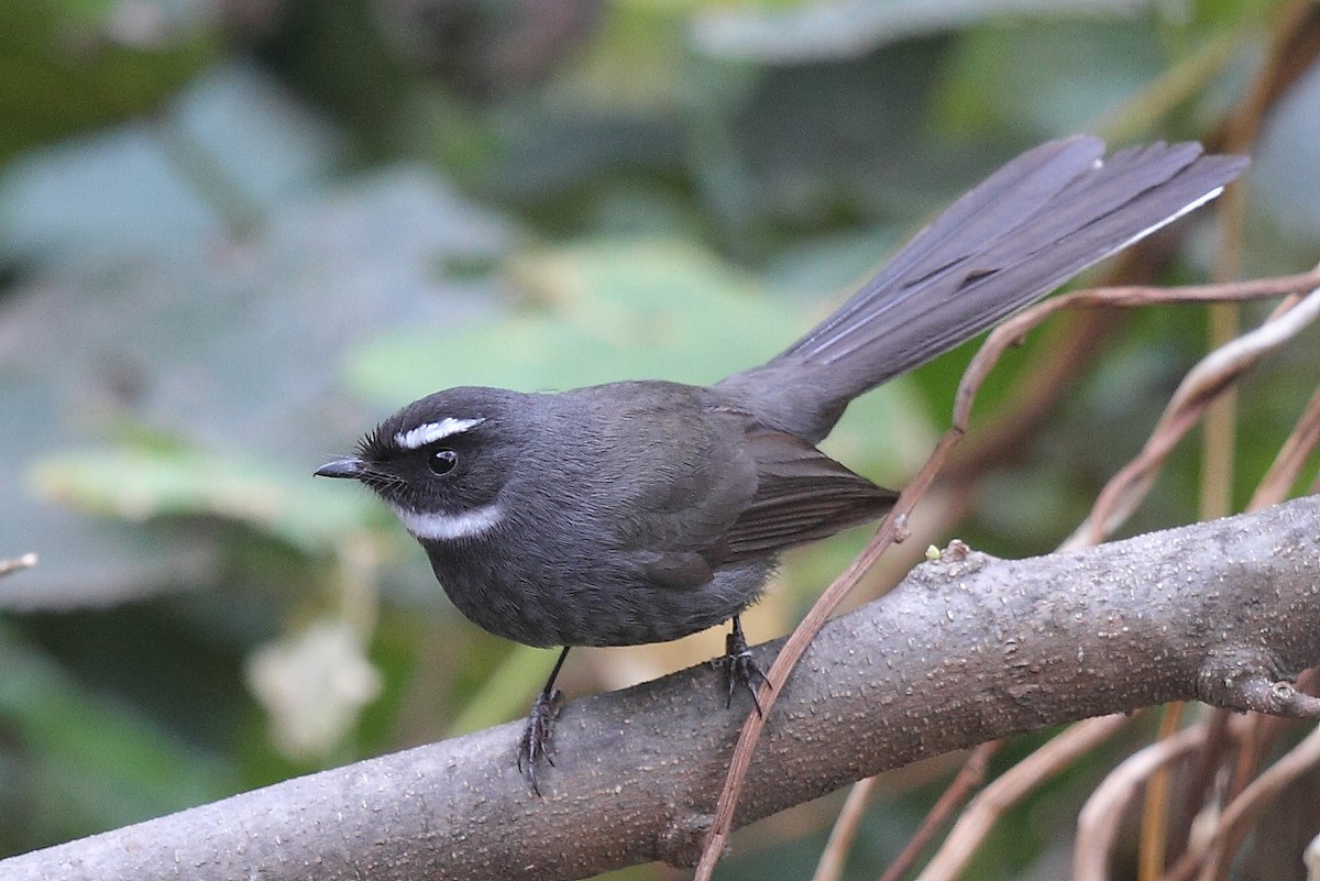 White-throated Fantail - ML493357741