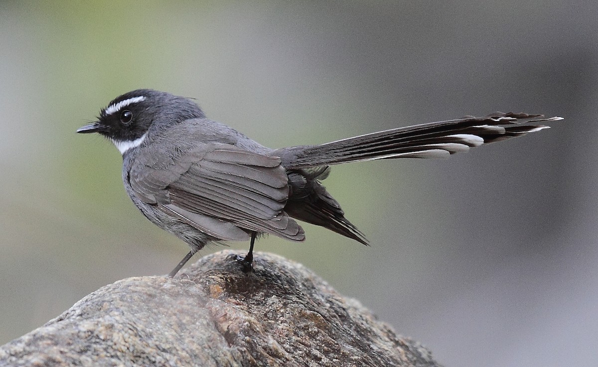 White-throated Fantail - ML493357751