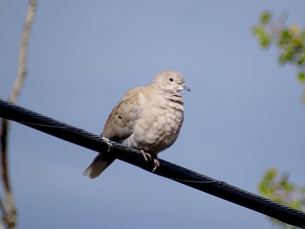 Eurasian Collared-Dove - Paul Foth