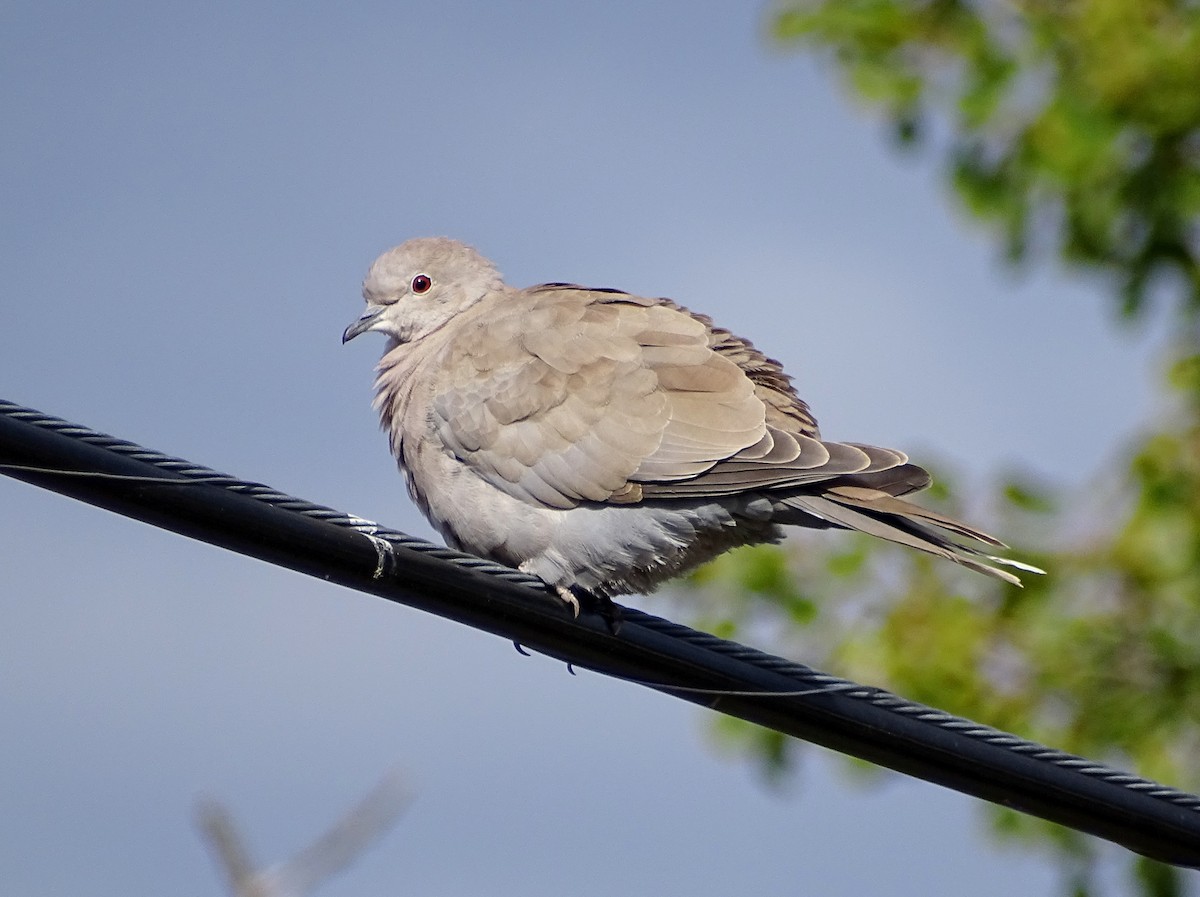 Eurasian Collared-Dove - ML493360461