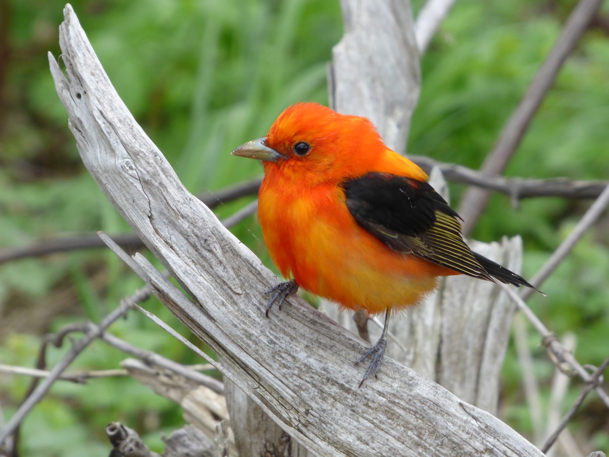 Scarlet Tanager - ML49336261
