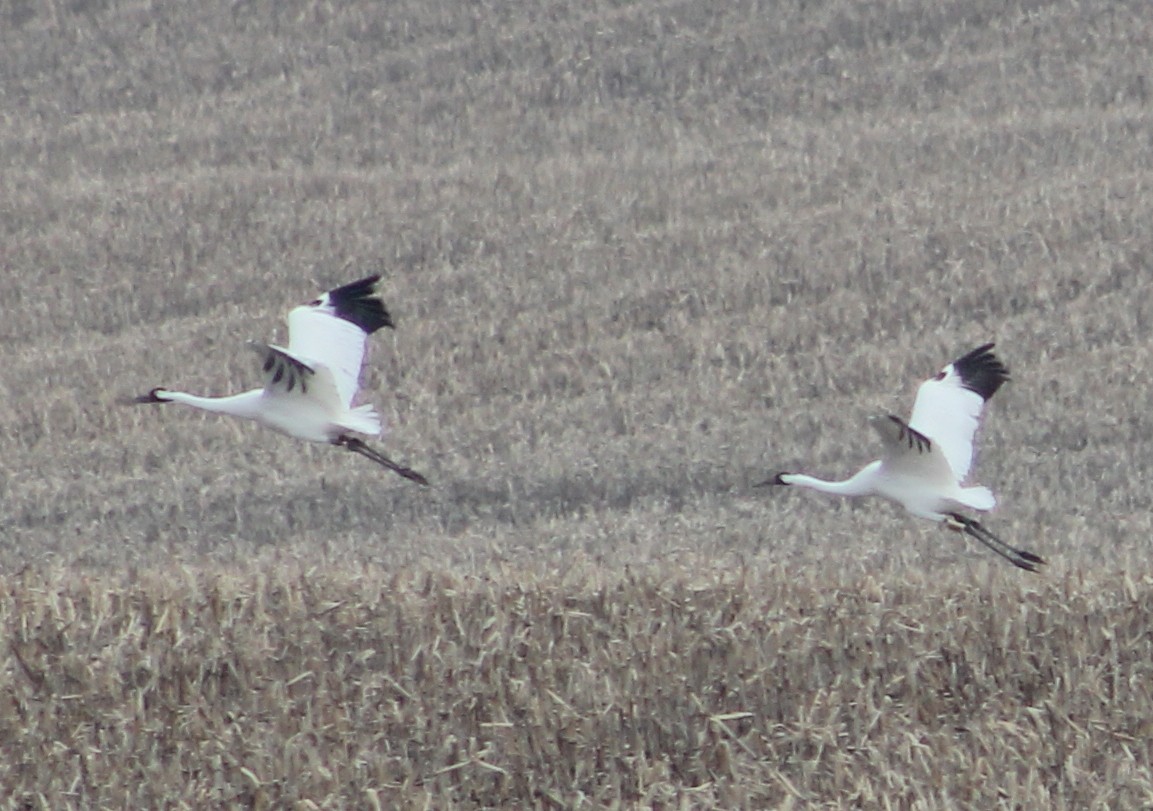 Whooping Crane - Dave Z.
