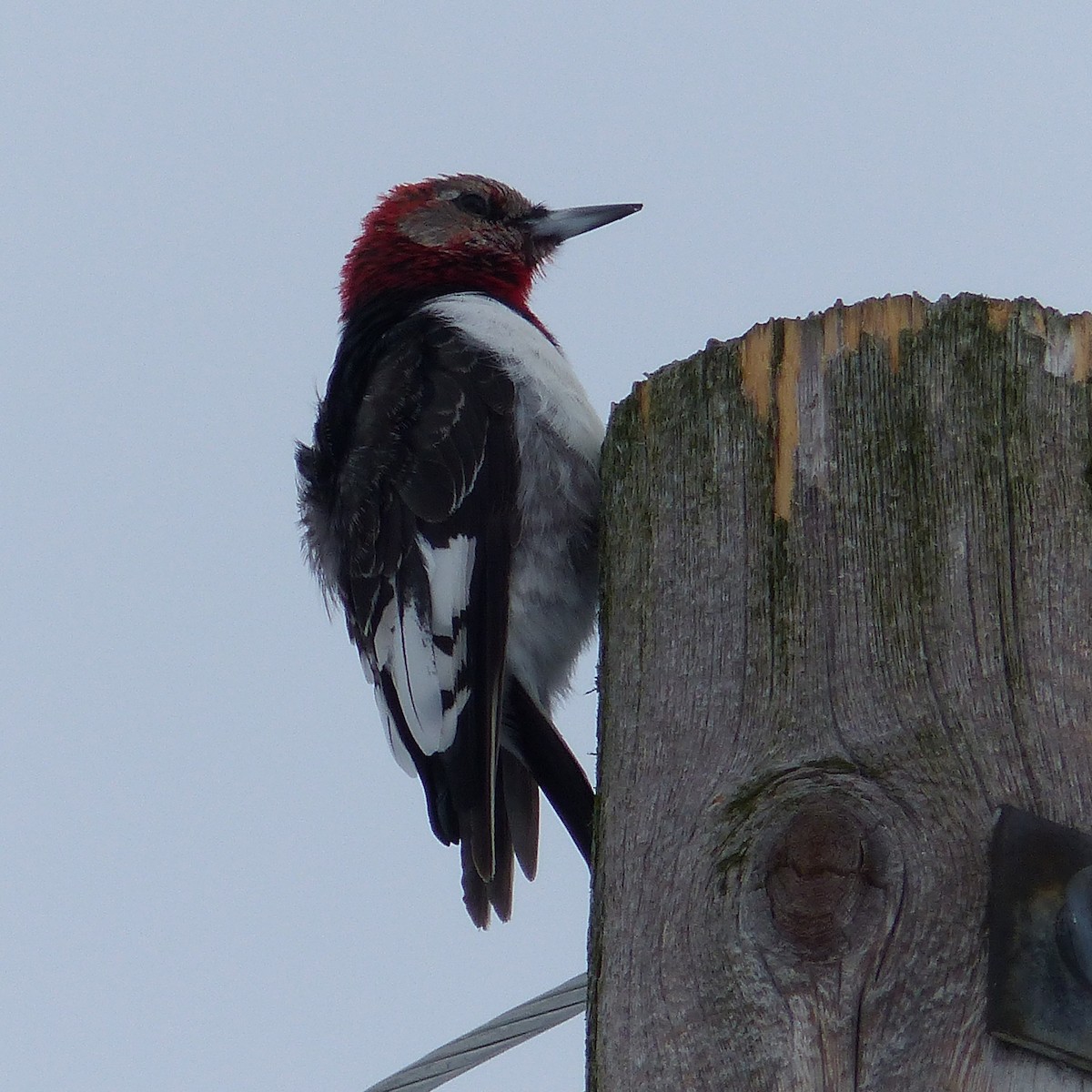 Red-headed Woodpecker - Réjean Deschênes