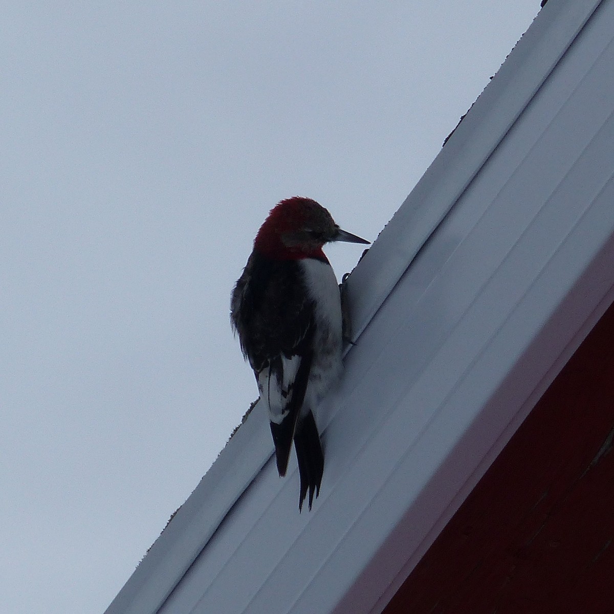Red-headed Woodpecker - Réjean Deschênes